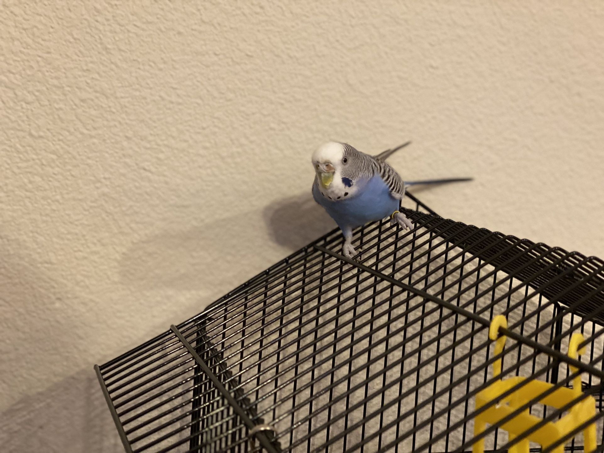Bird Cage