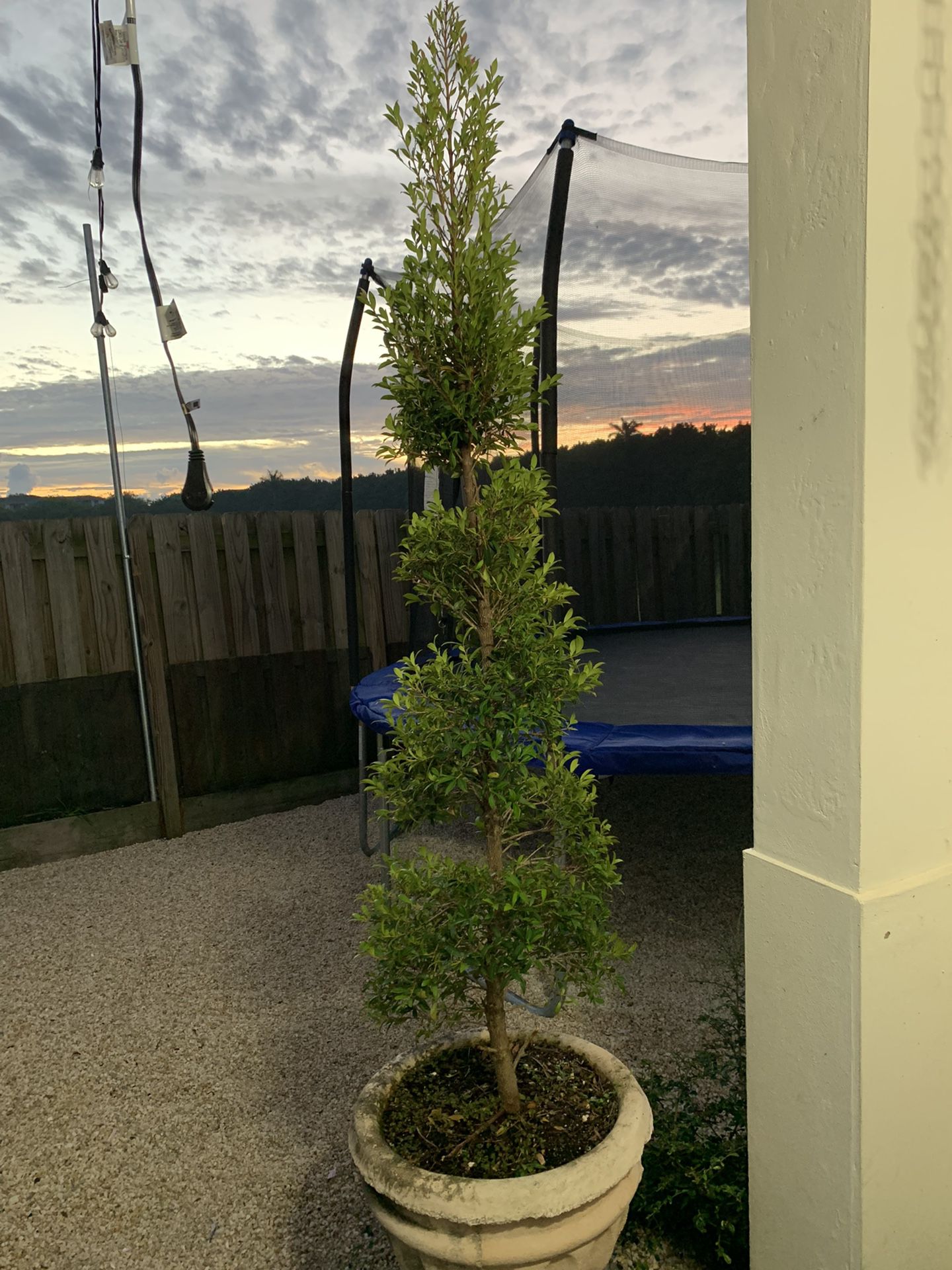 Eugenia Topiary Tree 6 Feet 