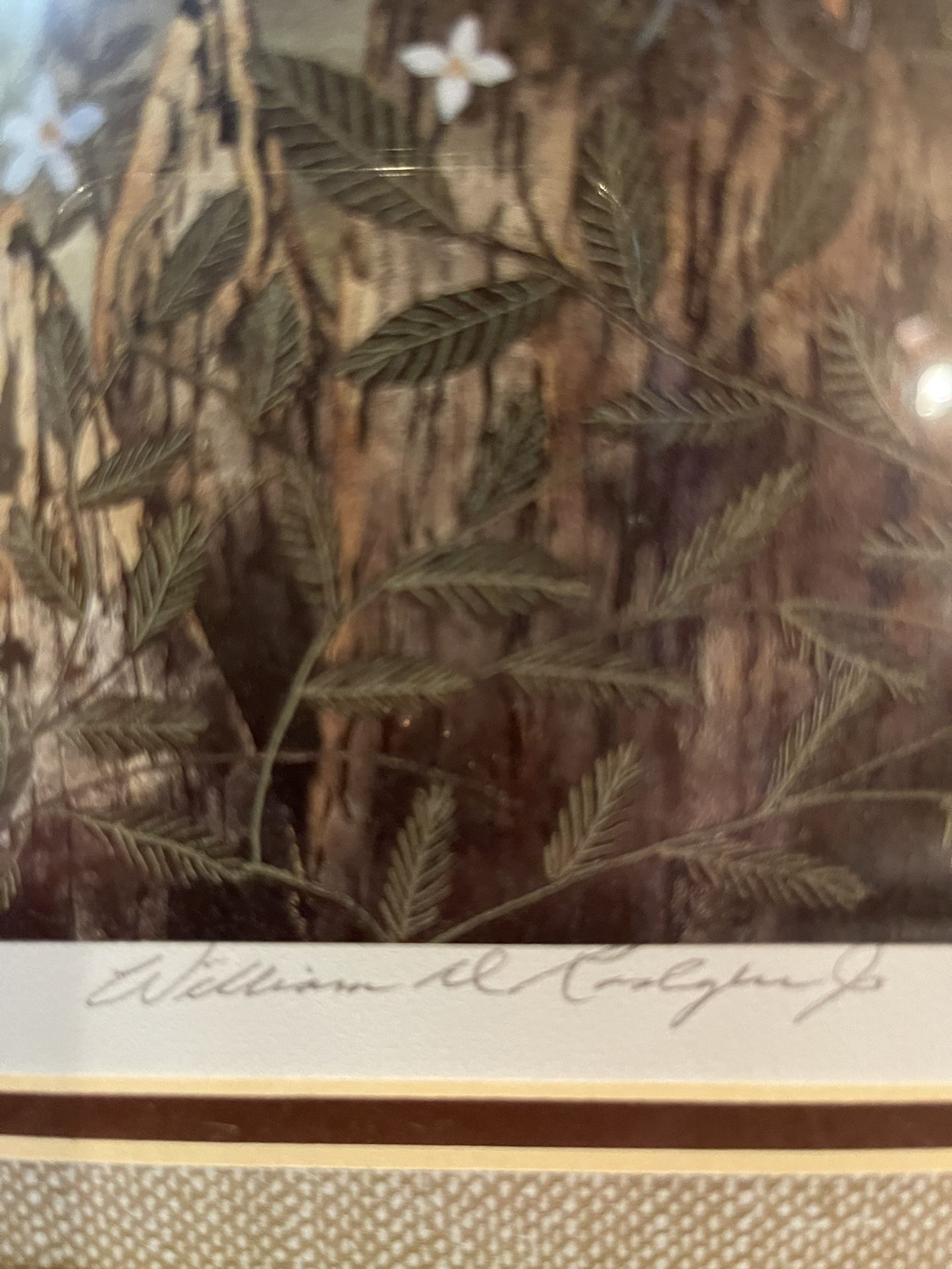 William Rogers Eagle Print In Everglades