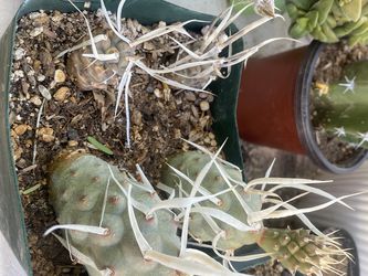 Potful Of 8 Rooted Tephrocactus Paper Spined Thumbnail