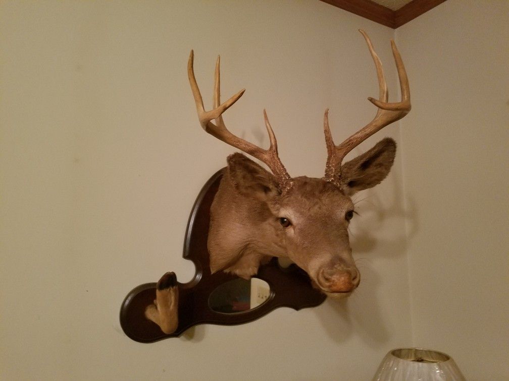 Deer Mounts