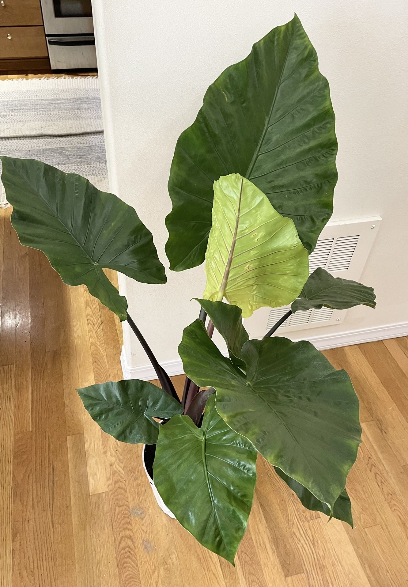 Live 5ft. Dark Star Alocasia / 2 in 1 Pot / Free Delivery Available