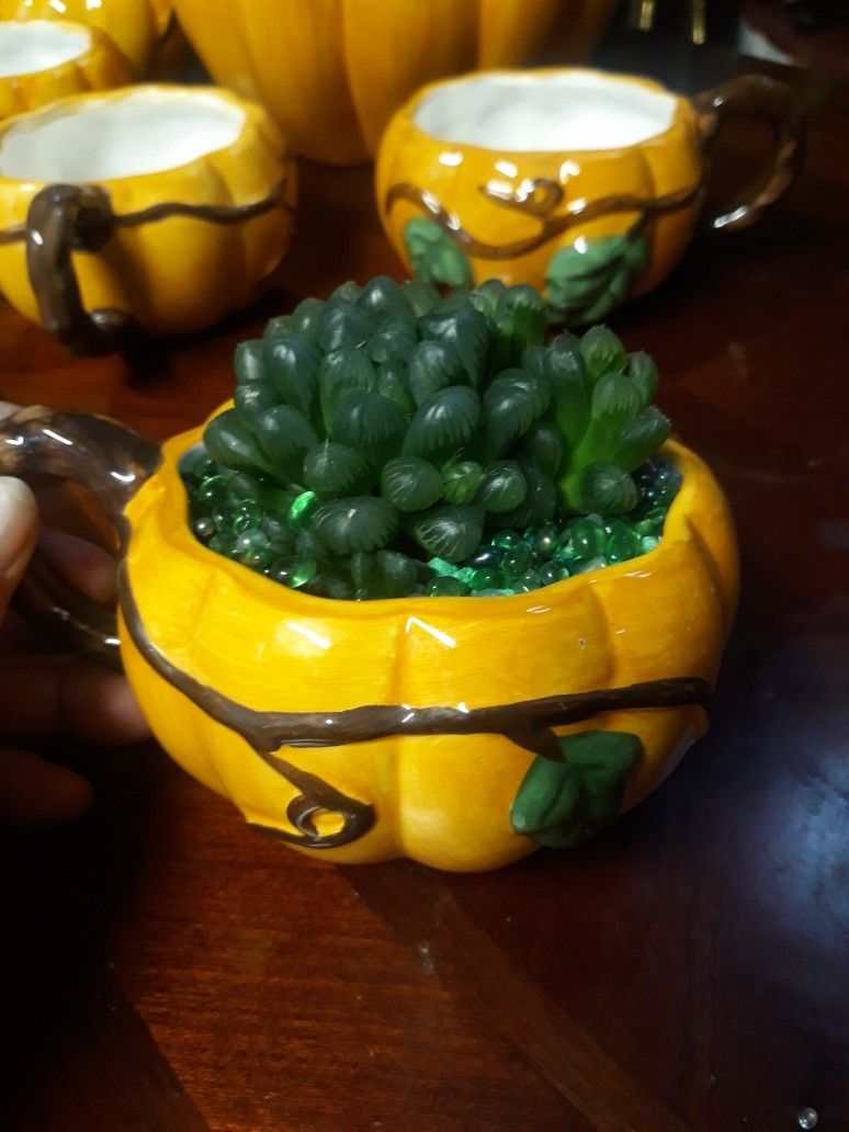Pumpkin Cup With Cooperii Suc.