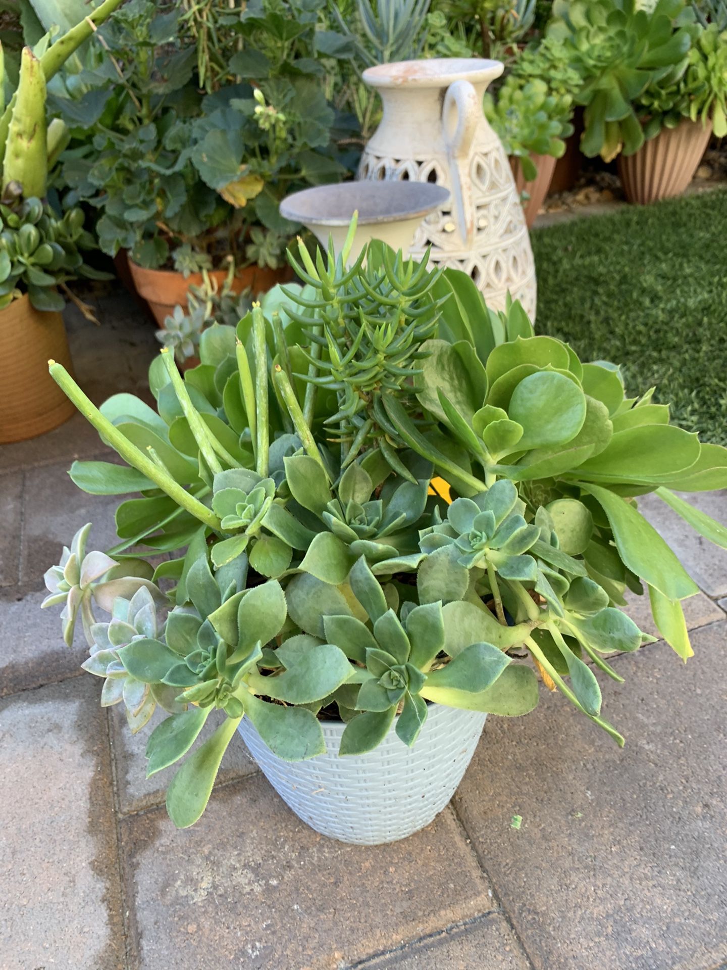 Assorted Succulent Plants Buy 5pots And Get 1 Pot Free