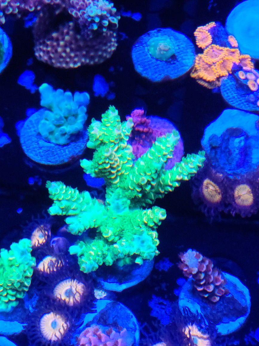 Homewrecker Acro Mini Colony Coral Frag