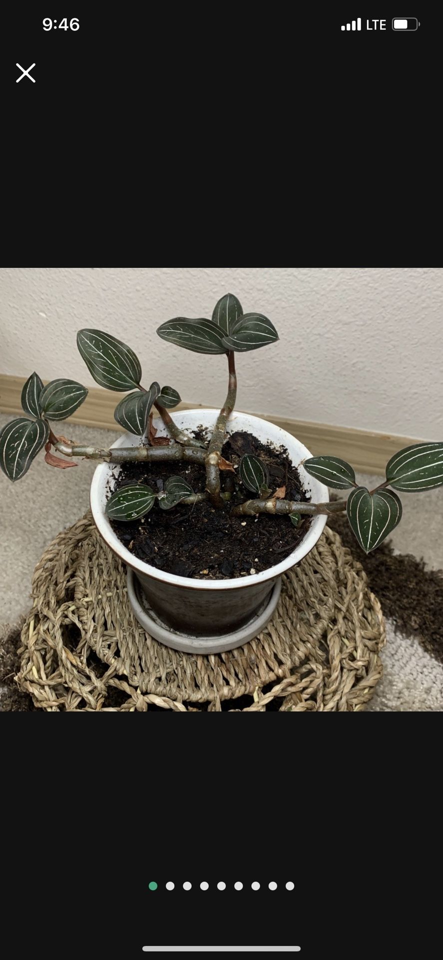 Ludisia Jewel Orchid