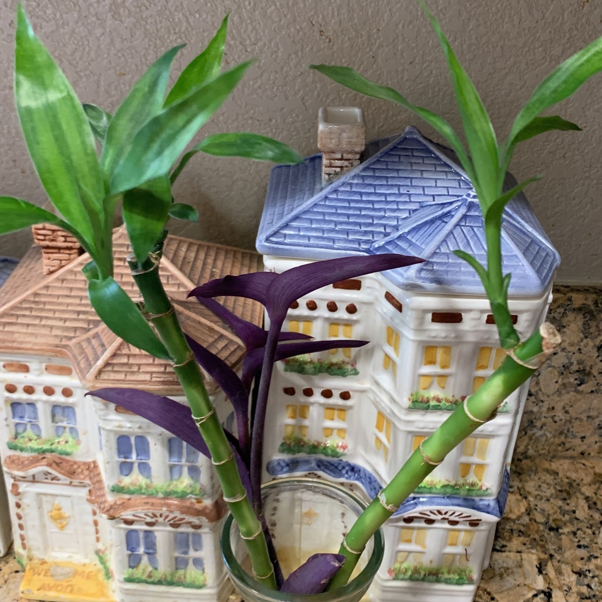 Lucky Bamboo 14” tall Healthy Beautiful And Green For You Office With Pot
