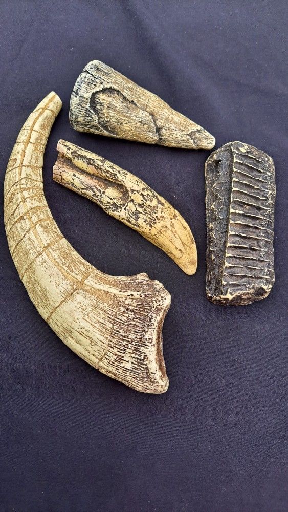 Replicas Of Tooth of Dinosaur
