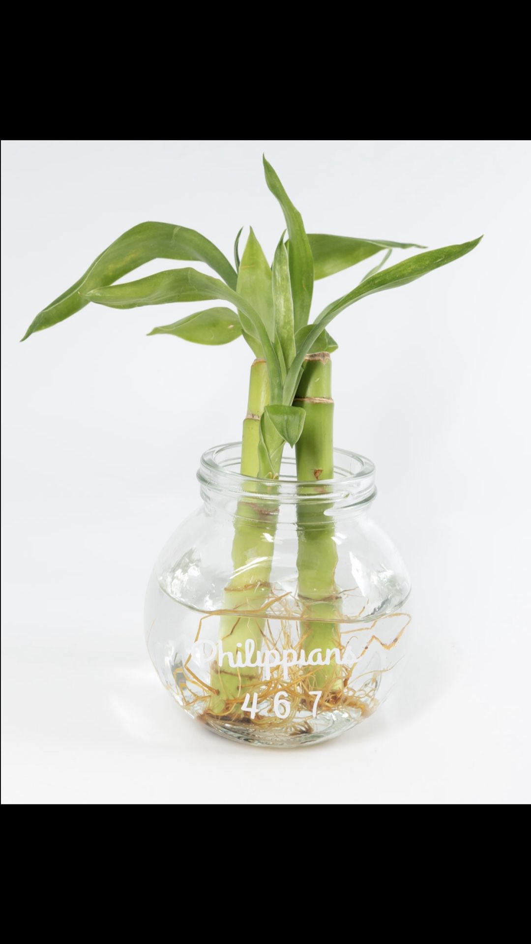 Live 2 Stalk  Bamboo Living Plant In Small Vinyled “1 John 4:8,” “Philippians 4:6-7,” Or “Pray Without Ceasing” Glass Vase For Home Decor 