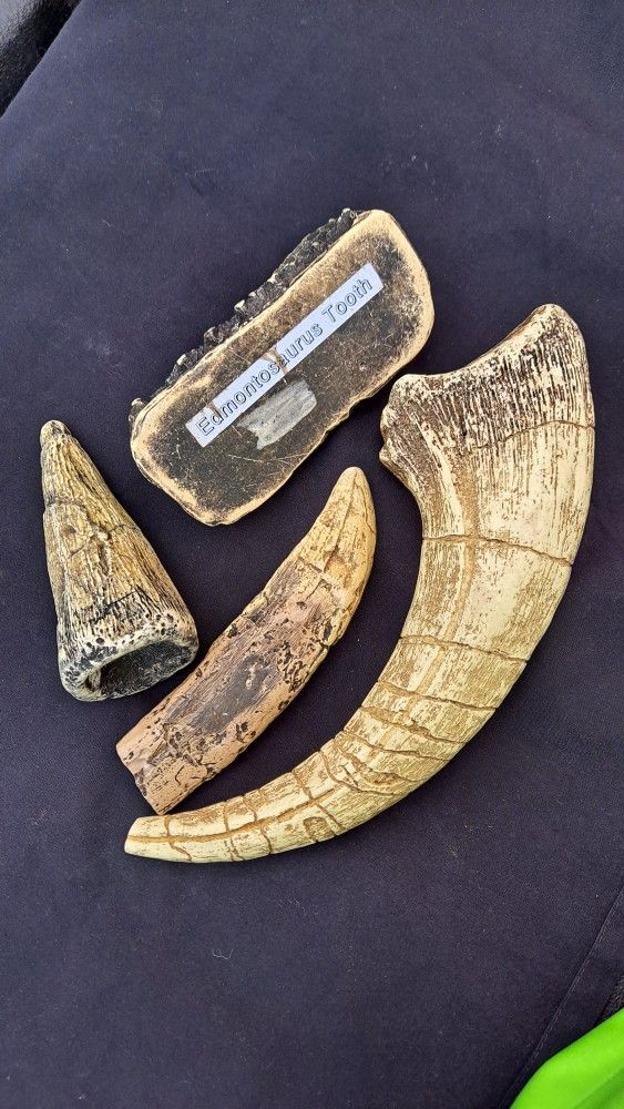 Replicas Of Tooth of Dinosaur
