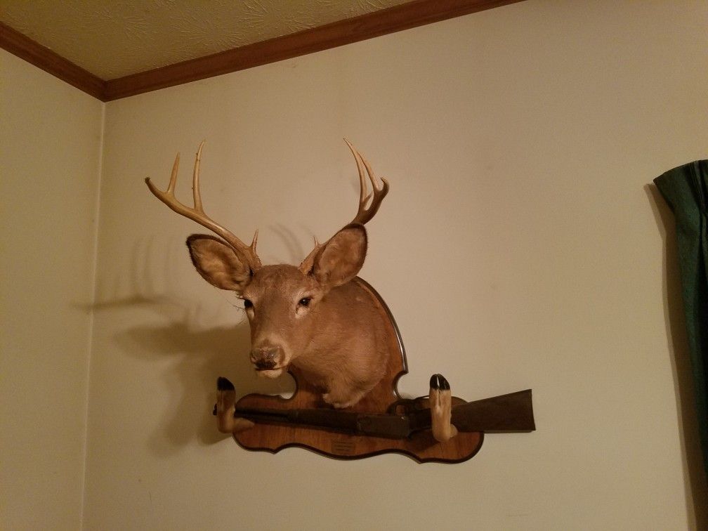 Deer Mounts