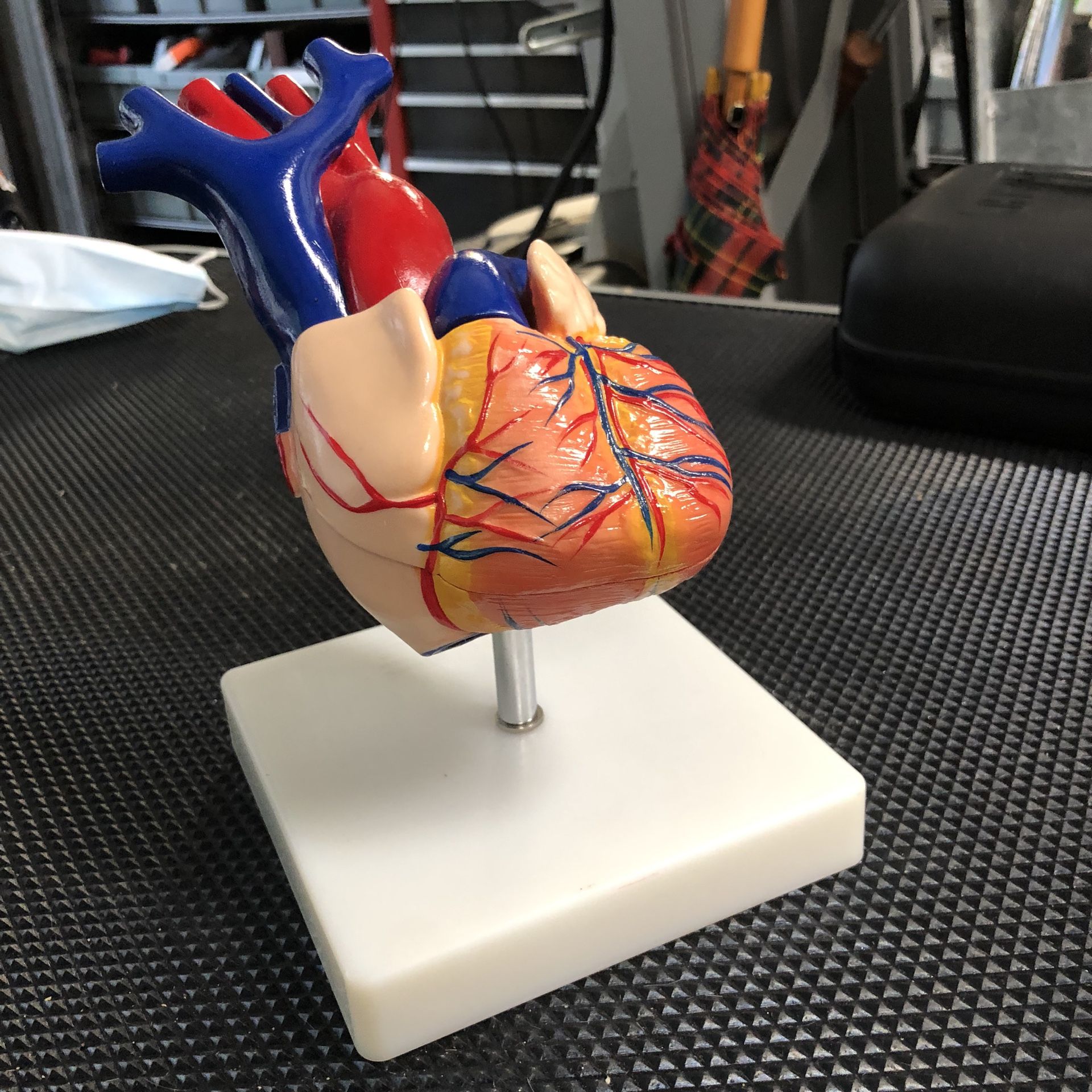 Heart model!! 6.5” Tall, Base 4.5x4.5