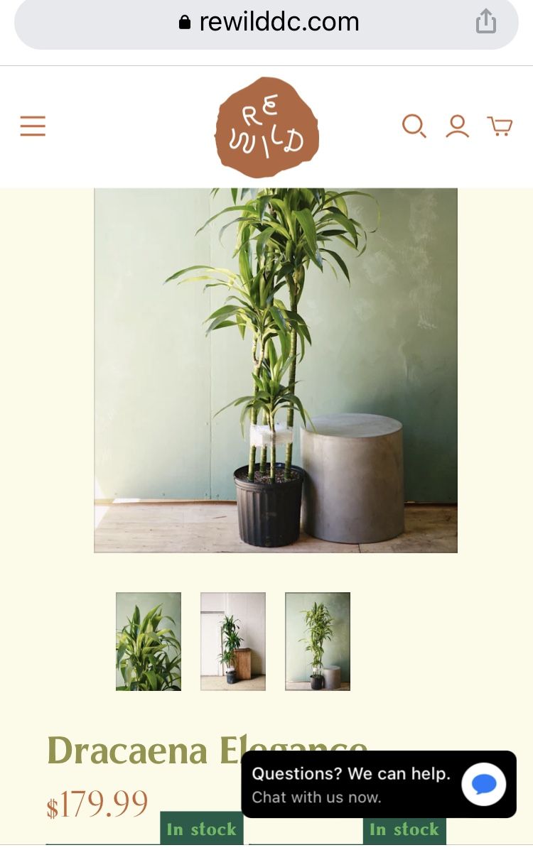 Dracaena Elegance Plant 🪴 & Ceramic Pot