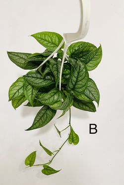 Monstera Siltepecana Plant 4.5” Hanging Pot  Thumbnail