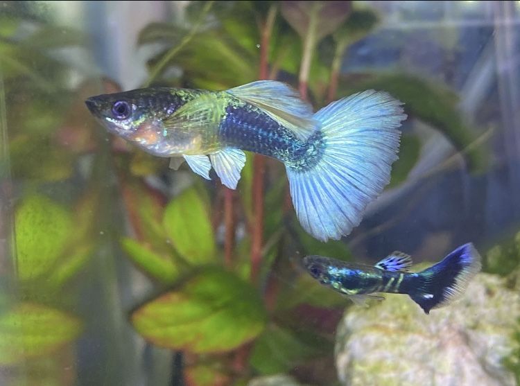 Baby Guppy Fish-(Rare Traited)