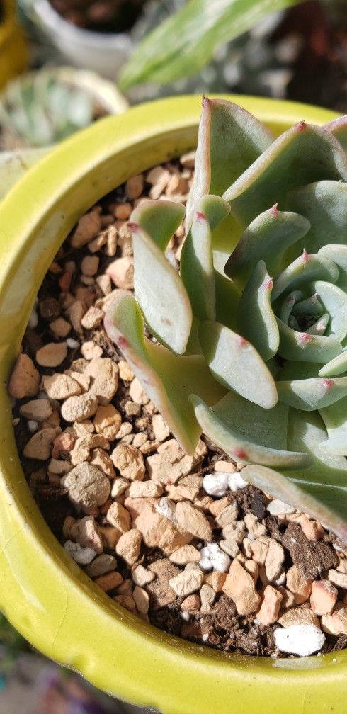 Succulents Party Favors