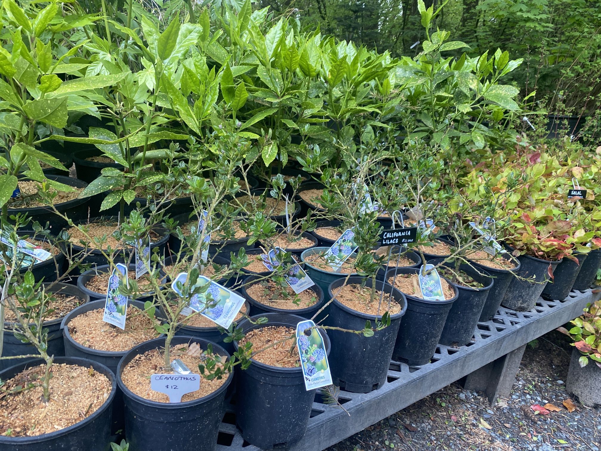 CALIFORNIA LILAC Perennial Plants