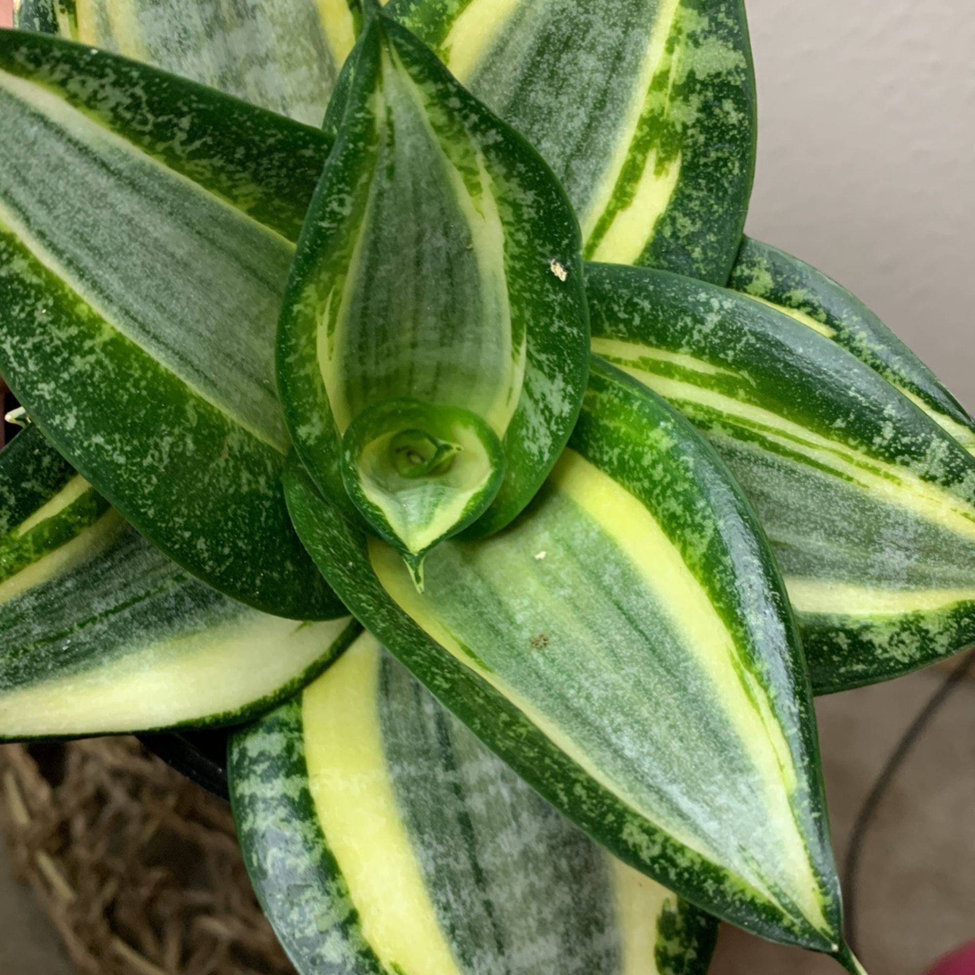 Birdsnest Snake Plant Sansiveria Low Light